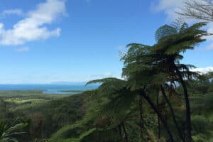 Read more about the article 2. Daintree – Las Deszczowy