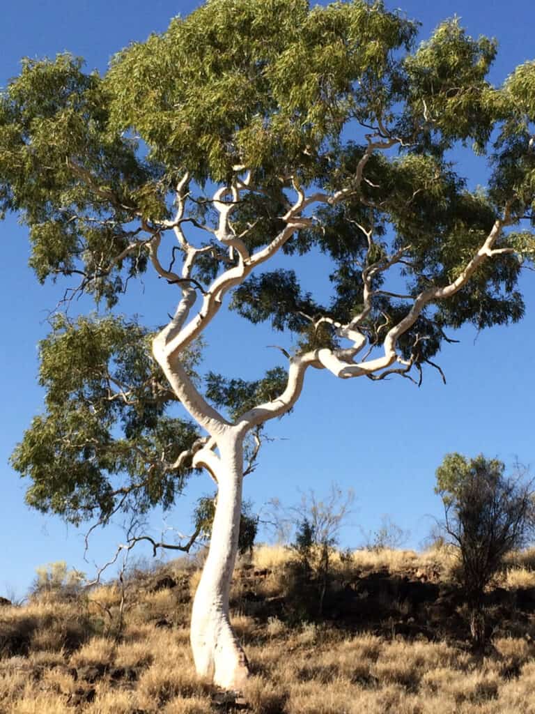 Ghost Gum, eukaliptus