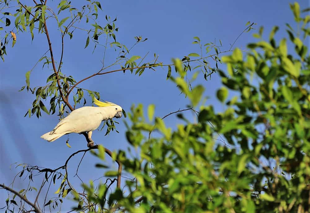 Douglas-Daly, Cockatoo
